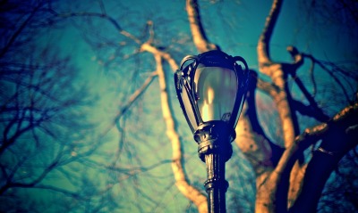 фонарь, деревья