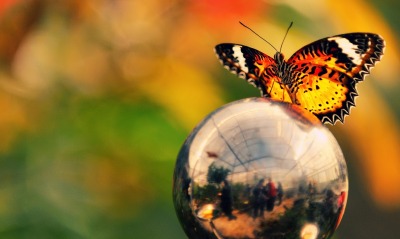 Бабочка хром отражение размытый фон