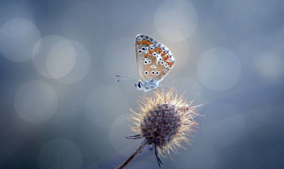 бабочка, природа