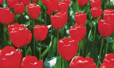 тюльпаны, красные
