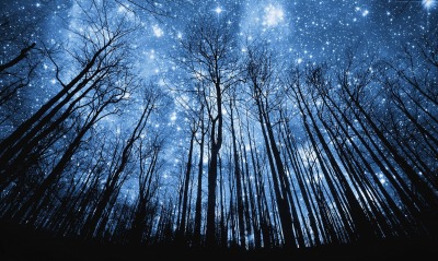 звезды, лес