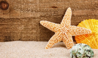 морская звезда, песок