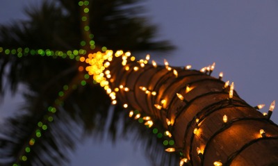 пальма, фонарики