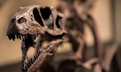 скелет, динозавтр