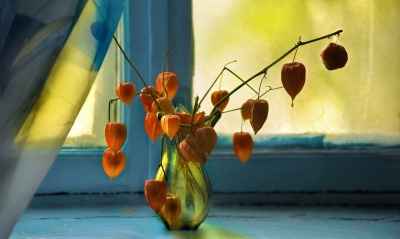 ваза подоконник цветы окно