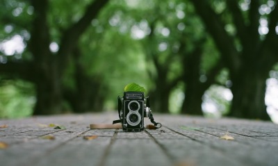 фотоаппарат, деревья