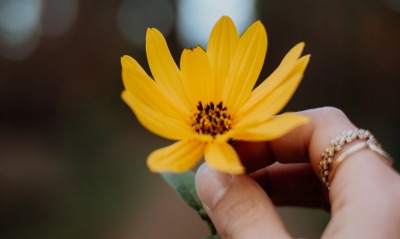 желтый, цветок