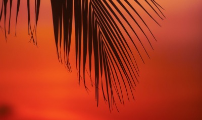 пальма ветка небо красное