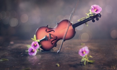 скрипка, цветы
