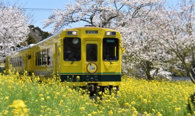 поезд рапс трава желтый цветение