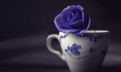 чашка цветок бутон синий