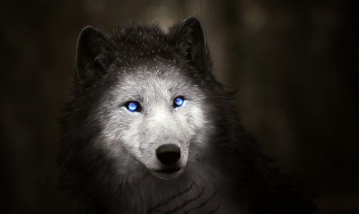 волк, белый