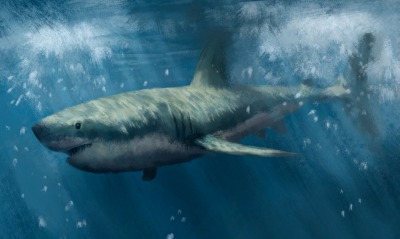 акула, рисунок