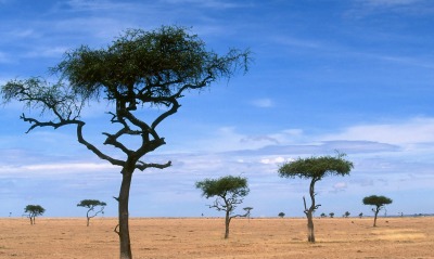 Scattered Acacia Trees, Kenya, Africa