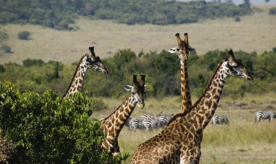 Giraffes, Masai Mara Game Reserve, Kenya