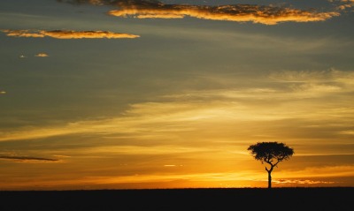 Single Acacia Tree at Sunrise, Masai Mara, Kenya