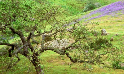 Oak Tree, Santa Rosa Creek, California