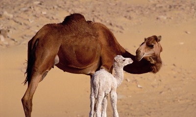 Dromedary Camels, Sahara, Egypt