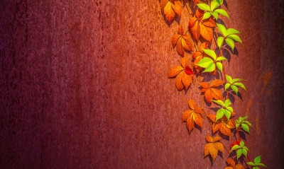 листья ветка стена