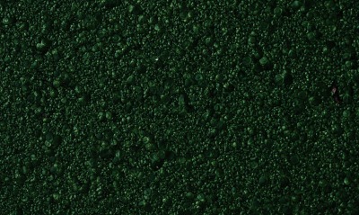 растения водоросли зеленый текстура