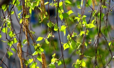 природа листья ветки береза весна