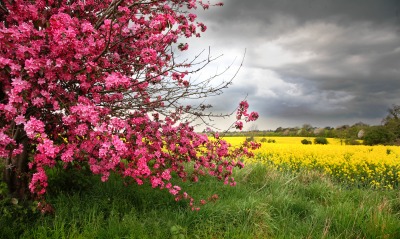 весна цветение дерево поле