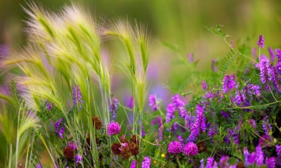 трава, цветы