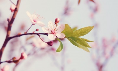 цветение, весна