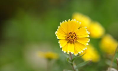 цветок, желтый