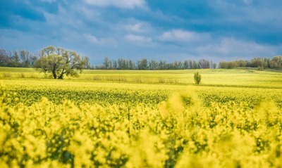 поле рапс желтое поле