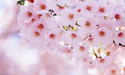 цветение, весна