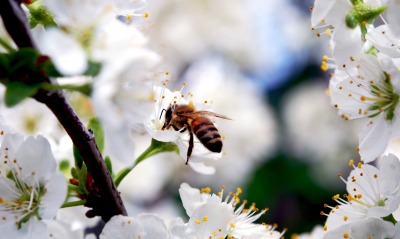 пчела цветы опыление