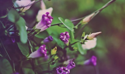 цветы, фиолетовый