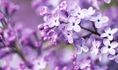 сирень цветы ветка фиолетовый