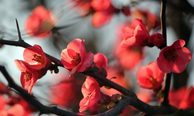 ветка цветение цветки лепестки красные