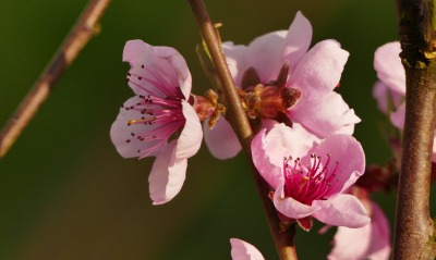 цветы розовые цветы цветение ветка