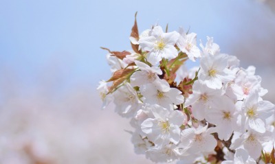 цветение ветка белые цветы
