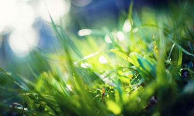 трава зелень лето крупный план