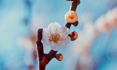 цветок ветка весна цветение макро