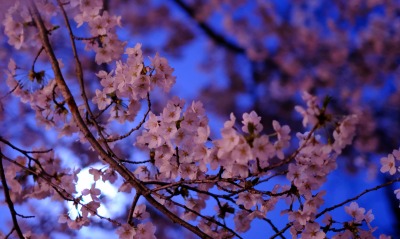 ветка цветение вишня ночь
