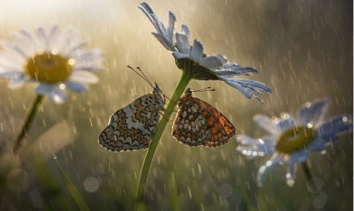 бабочки ромашка дождь