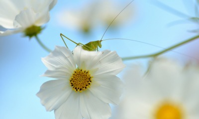 цветок ветка белый макро кузнечик