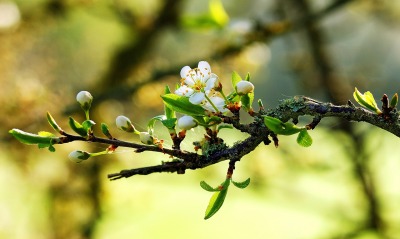 весна природа ветка цветение крупный план
