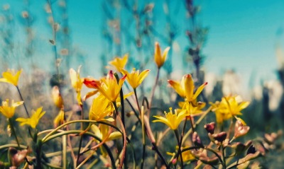 цветы желтые кустарник