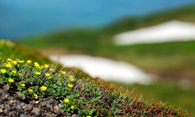 растения природа весна цветы желтые цветы холм
