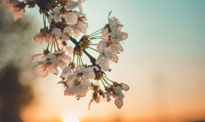 ветка цветение весна рассвет