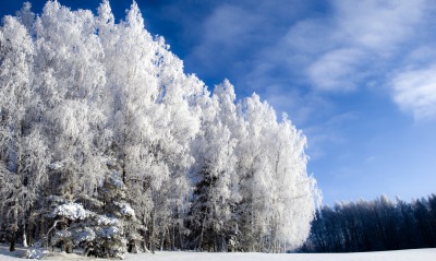 Березы снег деревья зима опушка Birch snow trees winter the edge
