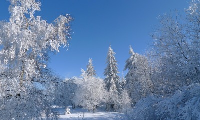 снег зима деревья snow winter trees