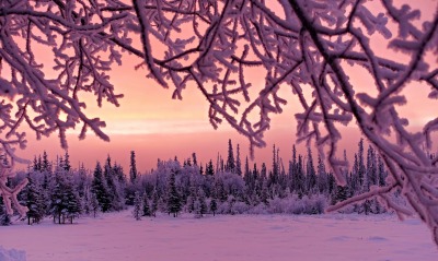 природа деревья зима снег