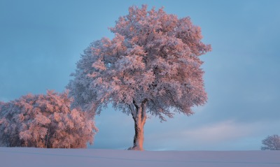 деревья в снегу, зима